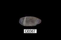 藏品(豆蟶)的圖片